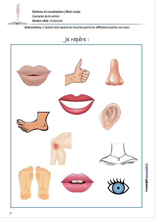 MON CORPS | Notions et vocabulaire - Upbility.fr