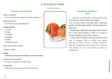 Développement du discours descriptif – Âge 8 ans et + - Upbility.fr